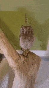 Animals Owl GIF - Animals Owl Feather GIFs