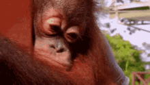 Sad Orangutan GIF - Sad Orangutan GIFs