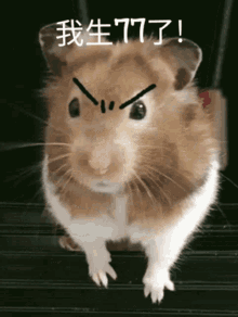 Angry Hamster GIF - Angry Hamster 生气 GIFs