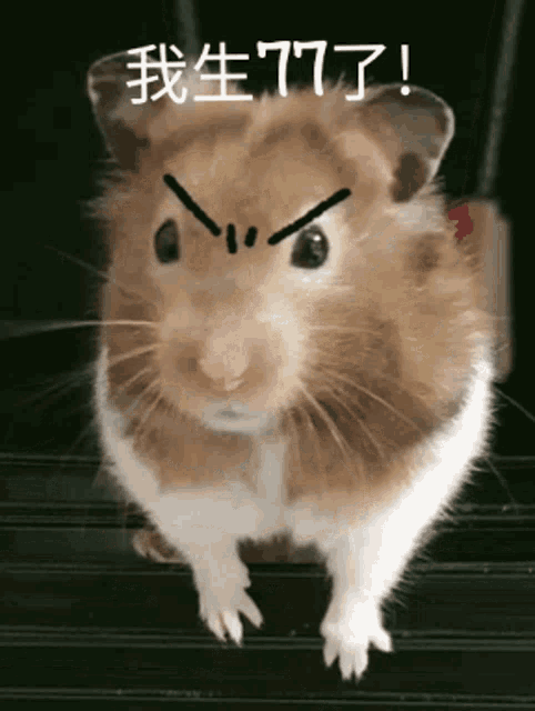 Hamster angry best sale