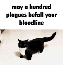 a black and white cat with the words may a hundred plagues befall your bloodline on the bottom