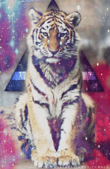 Beautiful Tiger GIF