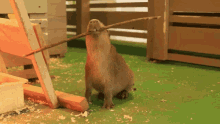Capybara Capivara GIF - Capybara Capivara Funny GIFs