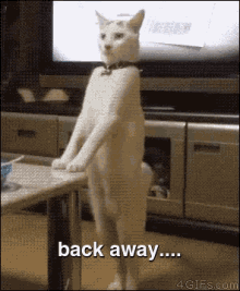 Back Away GIF - Back Away Cat Backwards GIFs