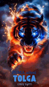 a picture of a tiger with blue eyes and the words puma ailesi tolga on the bottom