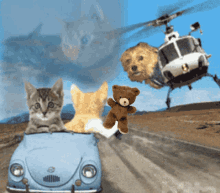 Cats Driving GIF - Cats Driving Dog GIFs