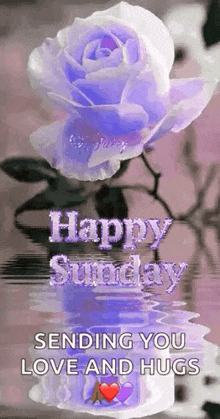 a purple rose with the words `` happy sunday sending you love and hugs '' .