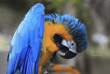 Vior Macaw GIF - Vior Macaw Viorchu GIFs