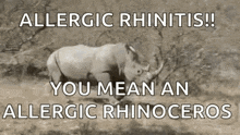 Rhino Charging Rhino Running GIF - Rhino Charging Rhino Running GIFs