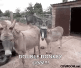a group of donkeys standing next to each other in front of a shed .
