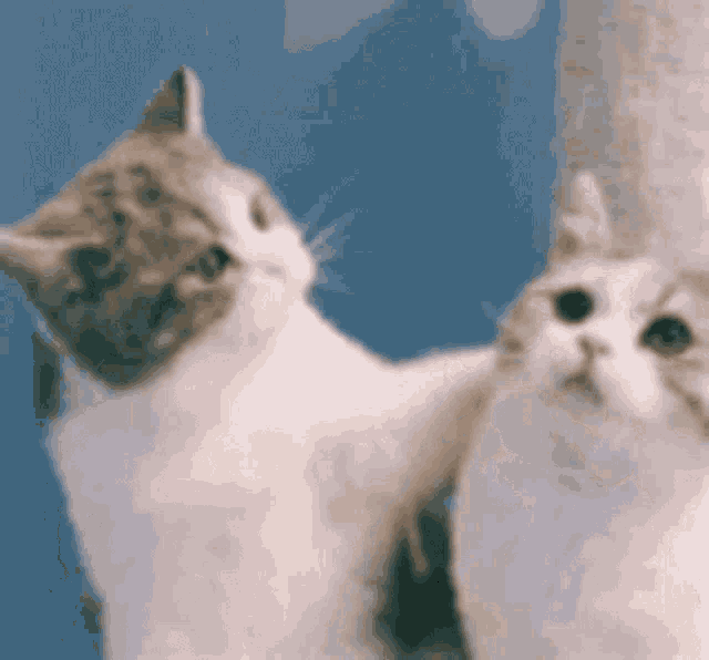 two cats are standing next to each other in front of a blue wall .