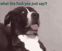 Confused Dog What Did You Say GIF - Confused Dog What Did You Say Dog GIFs