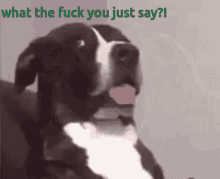 a black and white dog with its tongue out and the words what the fuck you just say