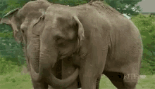 Love Hug GIF - Love Hug Elephant GIFs