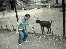 a man is dancing in front of a goat that is standing in the dirt