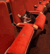Cat Stuck GIF - Cat Stuck Movie GIFs