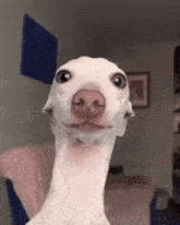 a white dog with a very long neck looks at the camera in a room