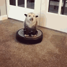 Opossum Roomba GIF