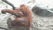 Orangutan Rolling GIF - Orangutan Rolling Funny GIFs