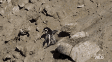 Tripping A Penguin Obstacle Course GIF