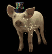 yes pig happy new year