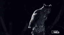 Go Away Great Horned Owl On The Hunt GIF - Go Away Great Horned Owl On The Hunt I Dont Want To See You Here GIFs