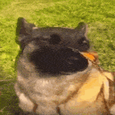 собака с бабочкой на носу Dog GIF - собака с бабочкой на носу Dog Pies GIFs