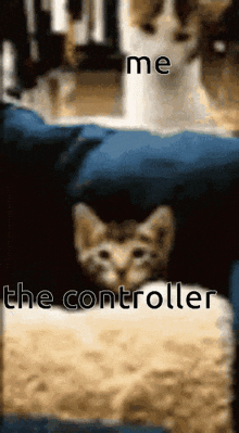 Funny Cat Gaming GIF - Funny Cat Gaming Destruction GIFs