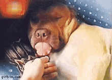 Tongue Dog GIF - Tongue Dog Cute GIFs