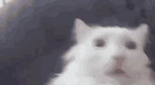 Cat Close GIF