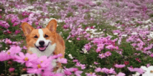 Happy March Happy Spring GIF - Happy March Happy Spring Dogs GIFs
