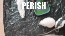 a bunch of mice are playing in the dirt and the word perish is above them
