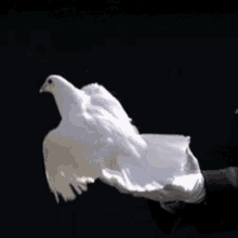 Dove Fly GIF - Dove Fly Freedom GIFs