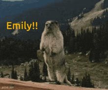 Emily Beaver GIF - Emily Beaver Yelling GIFs