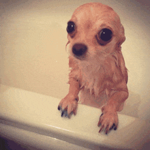 a small dog is standing on a bathtub edge