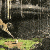 Leopard Playing With Bunny Bunny And Leopard GIF - Leopard Playing With Bunny Bunny And Leopard Funny Leopard And Bunny Gif GIFs
