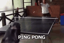 monkey playing table tennis animals