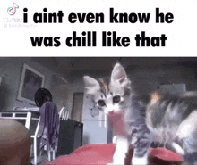 Chill Cat GIF - Chill Cat Chill Like That GIFs