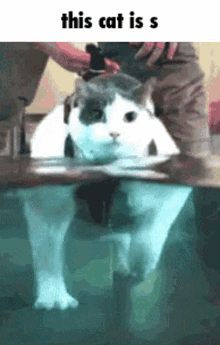 This Cat Water GIF