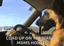 Load Up On The Way To Moms House Dog Driving GIF - Load Up On The Way To Moms House Dog Driving Driving GIFs