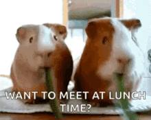 Eating Hungry GIF - Eating Hungry Guinea Pigs GIFs