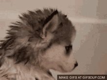 Dog Husky GIF
