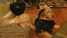 Dog Cat GIF - Dog Cat Play Time GIFs