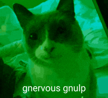 Nervous Cat GIF