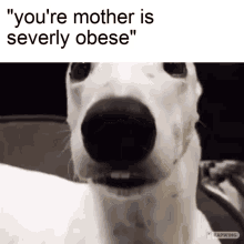 Mother Dog GIF - Mother Dog Meme GIFs