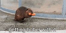 Bóbr Getting Bober With It GIF - Bóbr Getting Bober With It Bober GIFs
