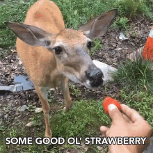 Some Good Ol Strawberry Healthy GIF - Some Good Ol Strawberry Healthy Stay In Shape GIFs