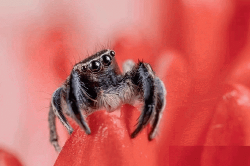 Spider Can Haz Hug GIF - Spider Can Haz Hug Cute - Discover ...