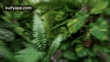 Into The Wild.Gif GIF - Into The Wild Forest Musali GIFs