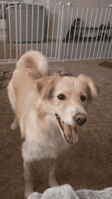 Dog Pet GIF - Dog Pet Play GIFs
